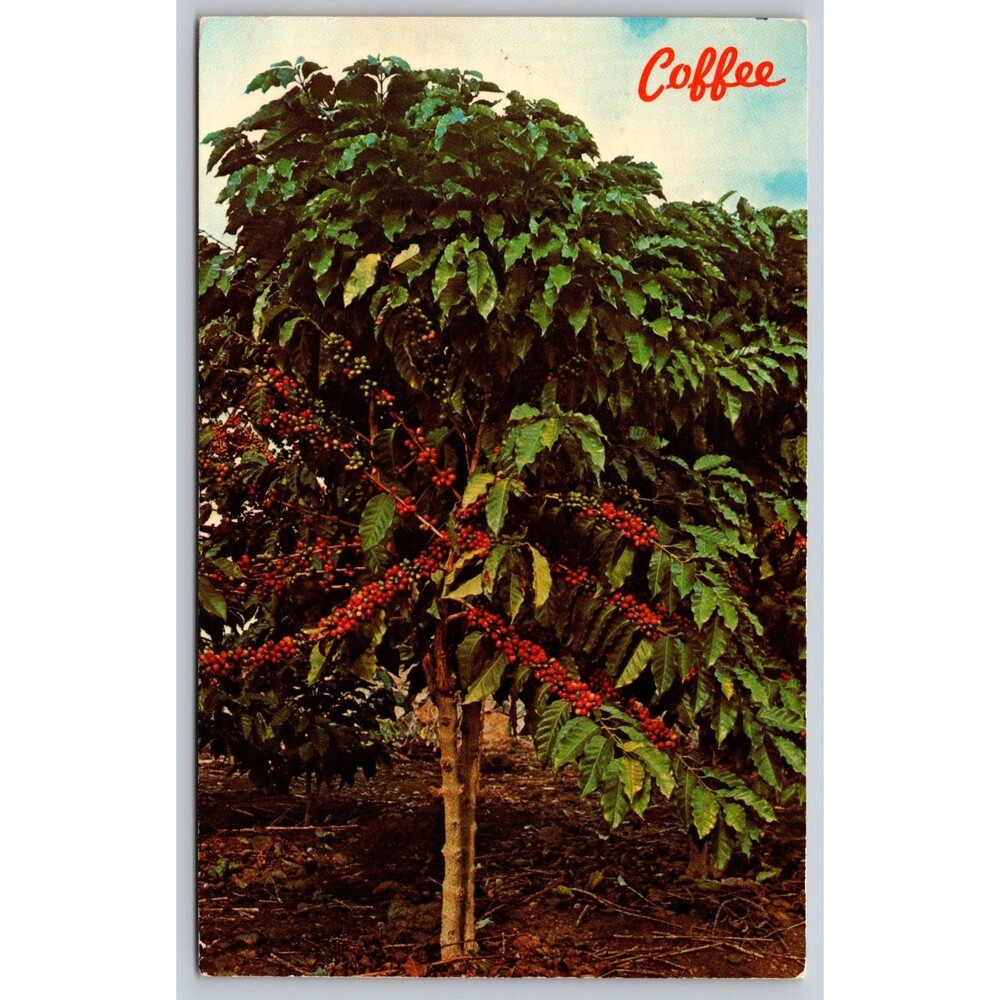 Vintage 1983 Postcard Hawaii Kona Coffee Tree grown in Kona District Handwritten